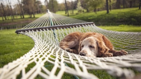 dog is sleeping in a hammock - hammock, dog, grass, sleeping