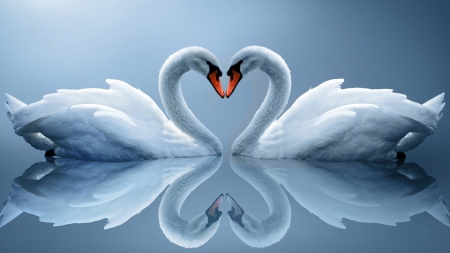 swan love - love, swan, couple, beautiful, heart, lovely