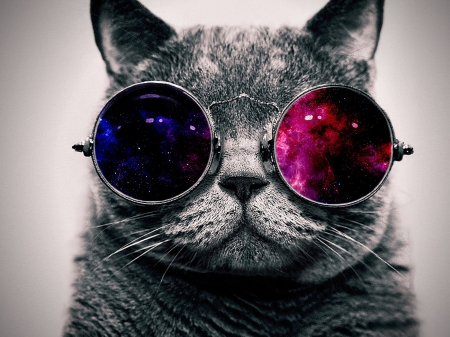 cool cat with the glasses - feline, cat, cool, glasses