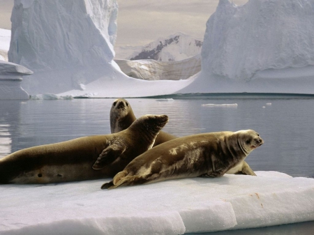 ~Seals @ North Pole~ - group, seals, pole, animals