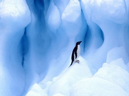 ~Penguin~ - animal, ice, penguin, bird