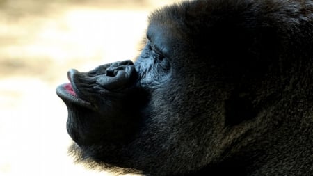 ~Give Me A Kiss!!~ - cute, kingkong, kiss, animal