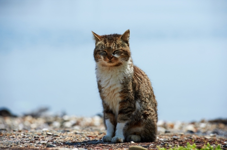 Cat - pretty, cat face, sleepy, paws, kitten, cats, face, sleeping, hat, beautiful, beauty, lovely, sweet, cat, cute, animals, kitty