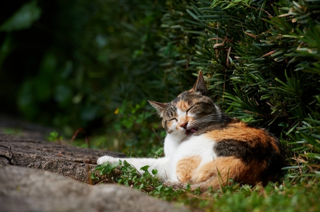 Cat - sleepy, cute, beautiful, cat, sleeping, kitty, cats, hat, cat face, paws, face, animals, pretty, beauty, sweet, kitten, lovely