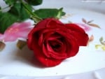 RED ROSE