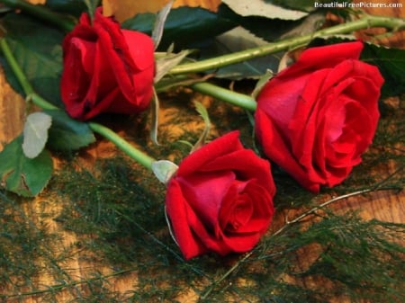 THREE RED ROSES - three, red, roses, pretty