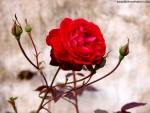 RED ROSE