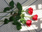 RED ROSES