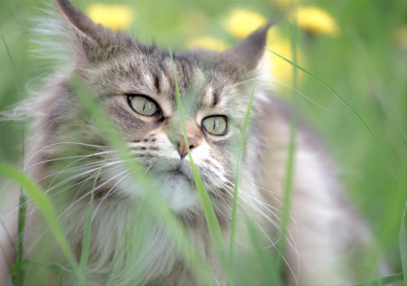 Cat - sleeping, beauty, cat face, hat, animals, sleepy, paws, face, pretty, cute, cat, kitty, lovely, kitten, cats, beautiful, sweet