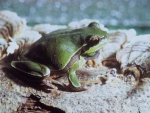 GREEN FROG