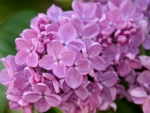 LILACS