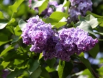 LILACS