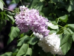 LILACS