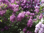 LILACS