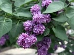 LILACS