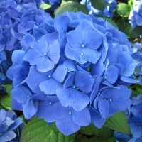 Flowering Plants Changed the World 31
