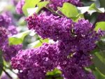 LILAC BRANCH