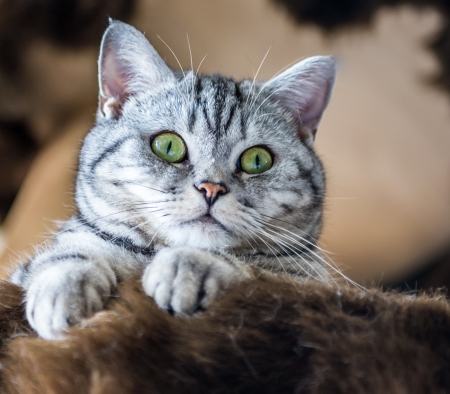 Hello - cat, green eye, cute, pet