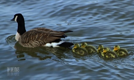 Follow me kids - water, gooslings, cute, geese