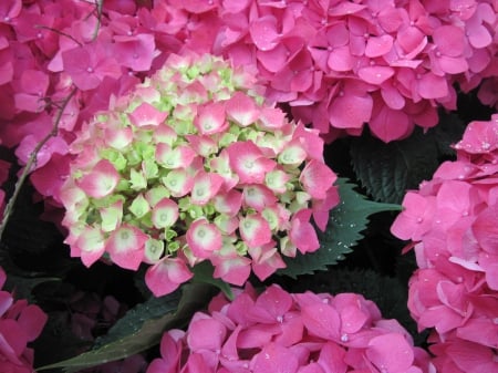 Flowering Plants Changed the World 33 - red, photography, green, hydrangea, flowers, garden