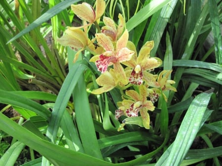 Flowering Plants Changed the World 36 - orchids, yellow, photography, green, flowers, garden