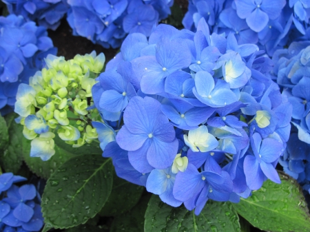 Flowering Plants Changed the World 37 - photography, blue, hydrangea, green, flowers, garden