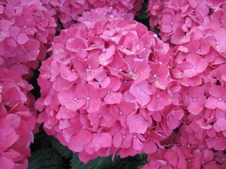 Flowering Plants Changed the World 38 - pink, red, photography, green, hydrangeas, flowers, garden