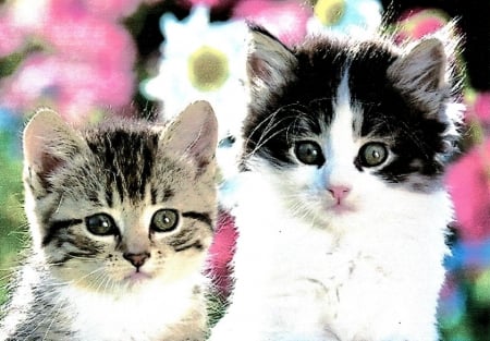 Two tabby kittens sitting in the garden