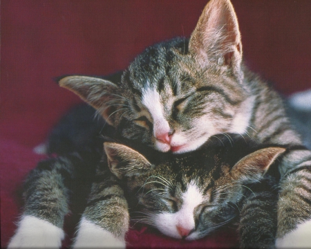 Two kittens napping - cute, kittns, napping, paws