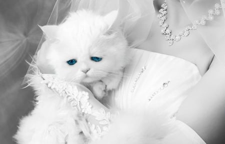 Snowdrop - bride, dress, sweet, cat, necklace, white, snowdrop, animal, kitten, cute, blue eyes