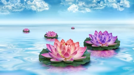 Floating Beauties - pretty, water, fleurs, beauty, flowers, water lilies, serenity, floating, art, lotus, serene, lake, sky, pond, clouds, tranquil