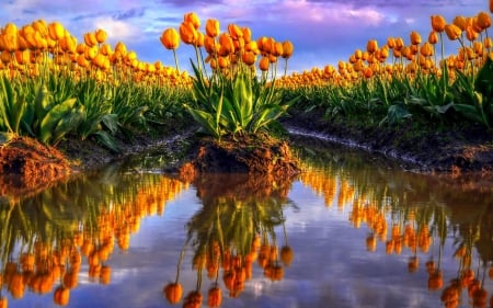 rows of gorgeous tulips - flowers, flood, reflection, rows