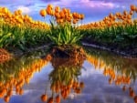 rows of gorgeous tulips