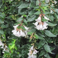 Flowering Plants Changed the World 43
