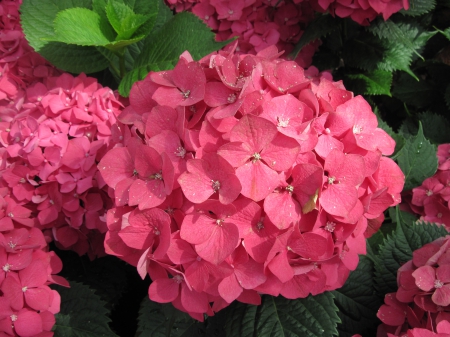 Flowering Plants Changed the World 45 - Flowers, garden, red, green, photography, hydrangea