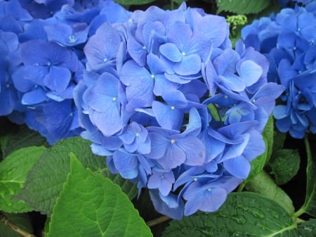 Flowering Plants Changed the World 46 - photography, blue, hydrangea, green, flowers, garden