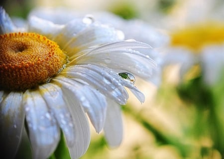 Daisy - soft, summer, flowers, daisies, drops, flower