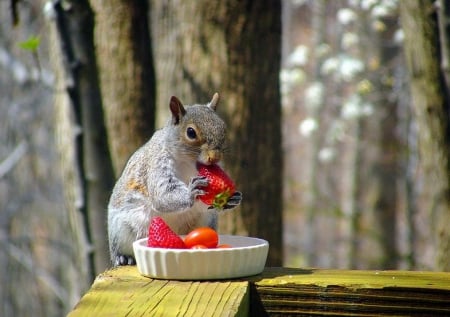 Squirrel - lunch, strawberries, cute, forest, squirrel