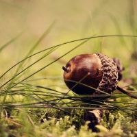 ACORN IN FIELD