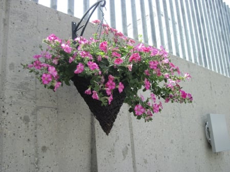 Hanging Basket - pink, photography, petunias, basket, flowers