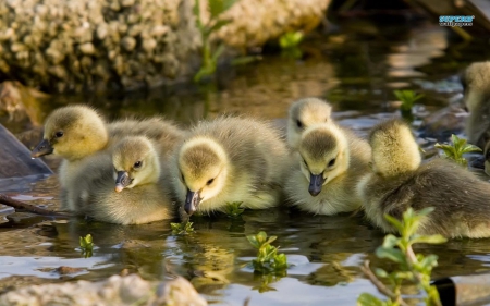 GOSLINGS - swans, lake, animals, water, babies, ducks, pond, cute, wild animals, birds