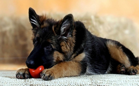 'KILLER' AS A KID - sheperd, puppy, adorable, animals, german shepard, pets, baby animals, cool, dogs, cute, puppies