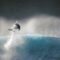 Dolphin jumping out of the wave.