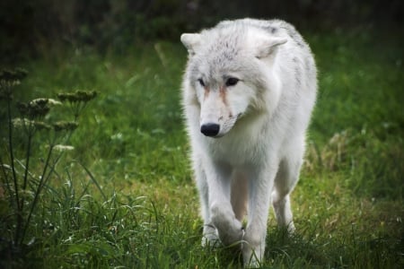 white wolf - wolfrunning, snow, dog, mythical, the pack, wisdom beautiful, grey wolf, timber, canis lupus, abstract, spirit, friendship, howling, grey, white, nature, arctic, wallpaper, majestic, wolf, canine, pack, wild animal black, wolf wallpaper, winter, wolf pack, quotes, howl, wolves, black, lobo, lone wolf, solitude