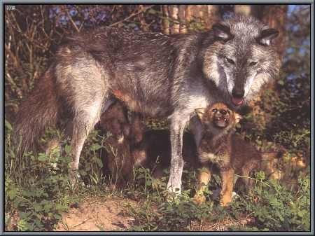 mother and child - wolfrunning, snow, dog, mythical, the pack, wisdom beautiful, grey wolf, timber, canis lupus, abstract, spirit, friendship, howling, grey, white, nature, arctic, wallpaper, majestic, wolf, canine, pack, wild animal black, wolf wallpaper, winter, wolf pack, quotes, howl, wolves, black, lobo, lone wolf, solitude