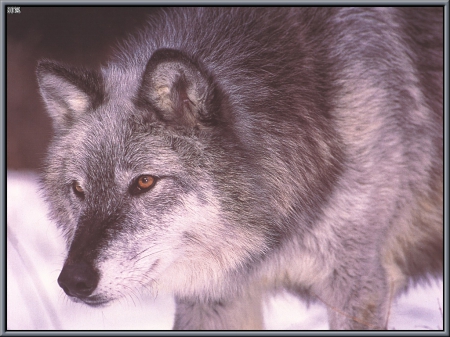 wolf - wallpaper, lone wolf, arctic, wolf, quotes, grey, grey wolf, wild animal black, friendship, winter, pack, the pack, wisdom beautiful, canis lupus, dog, snow, wolfrunning, black, abstract, timber, white, wolves, solitude, wolf pack, howling, nature, mythical, wolf wallpaper, spirit, howl, canine, lobo, majestic