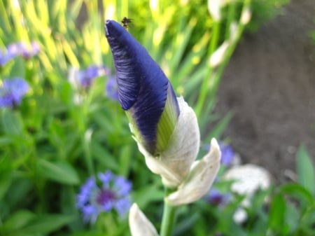 Blue - photography, spring, white, nature, blue, green, flowers, garden, flower