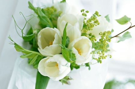 White tulips - white, tulips, green, sweet