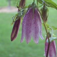 Bell Flower
