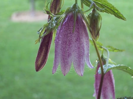 Bell Flower - nice, flower, bell, cool